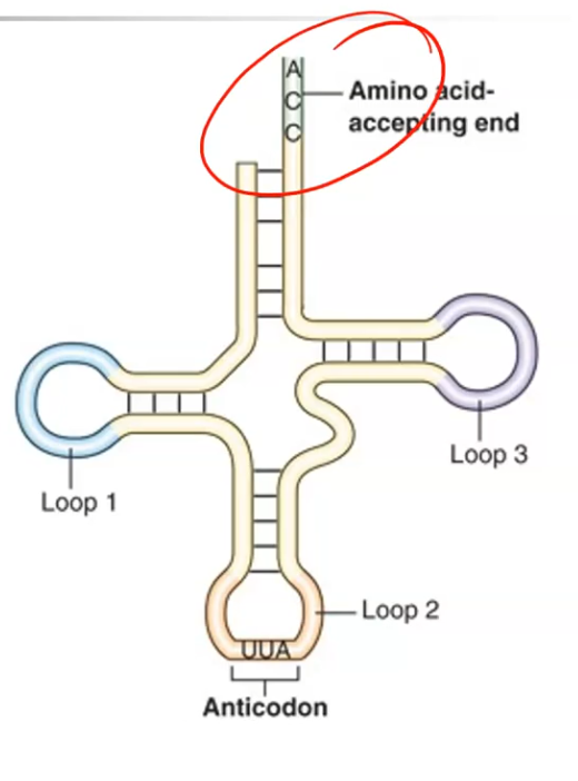<p>Transfer RNA — carries amino acids to the ribosome. If the tRNA's anticodon matches the mRNA codon, the ribosome adds that amino acid to the growing protein.</p>