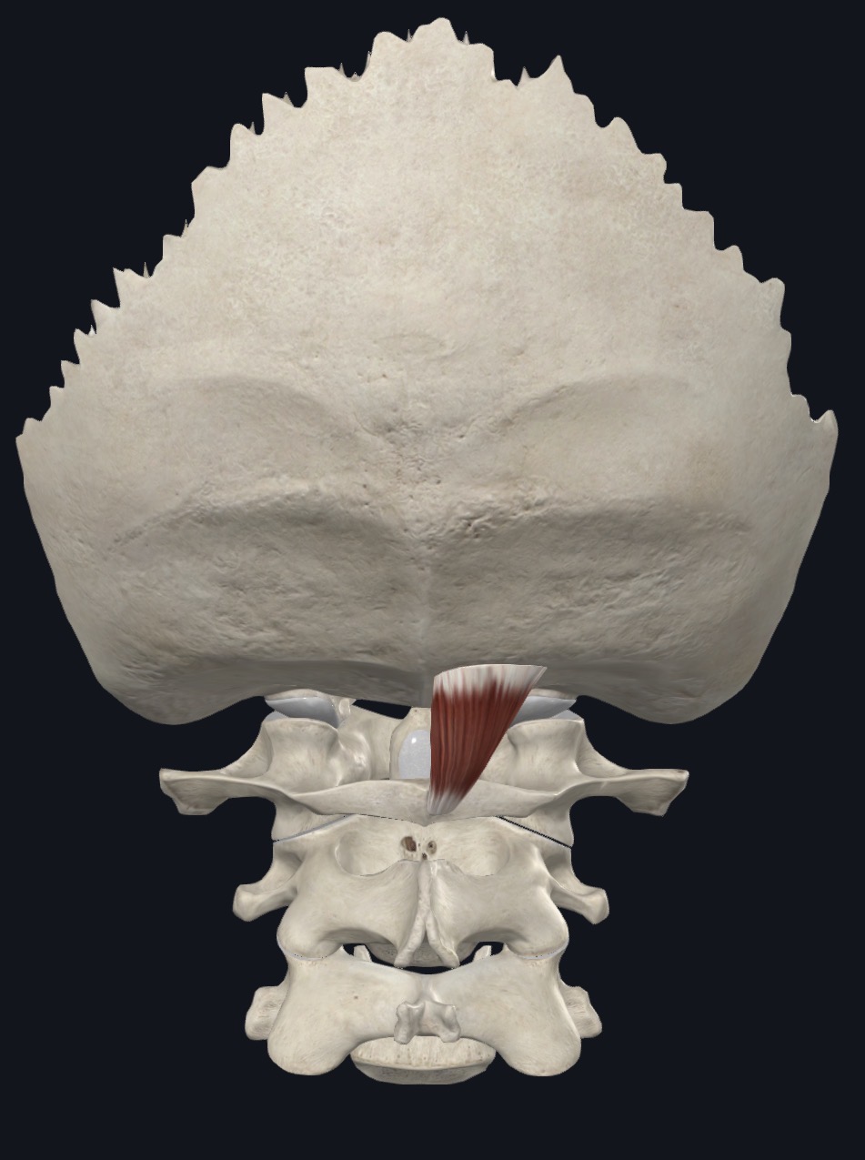 <p>Rectus capitis posterior minor <strong>Origin</strong></p>