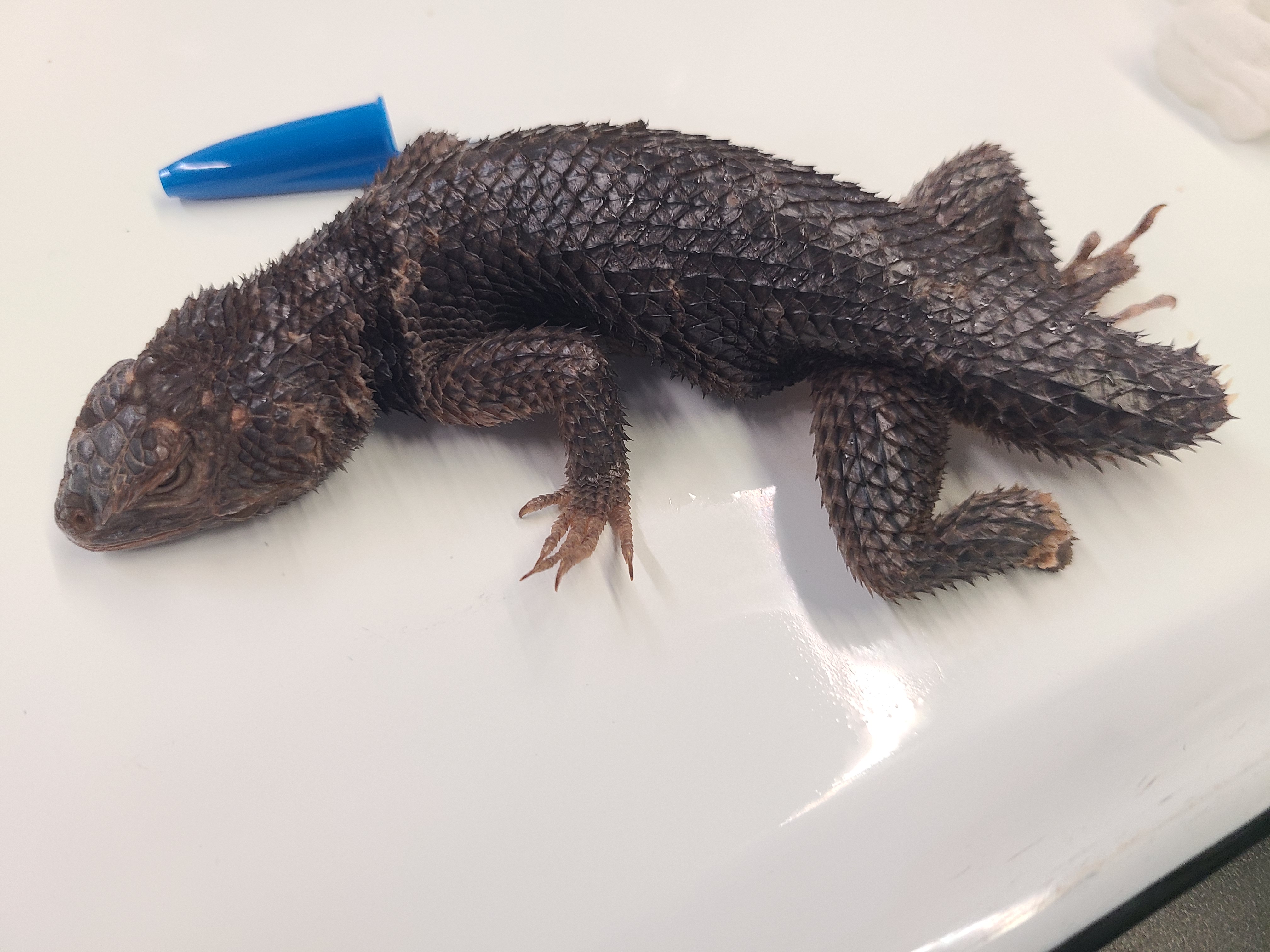 <p>Order and Family of Sceloporus poinsettii</p>