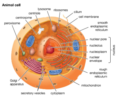 <p>Comprised of MANY macromolecules organized to make organized components within a cell.</p>
