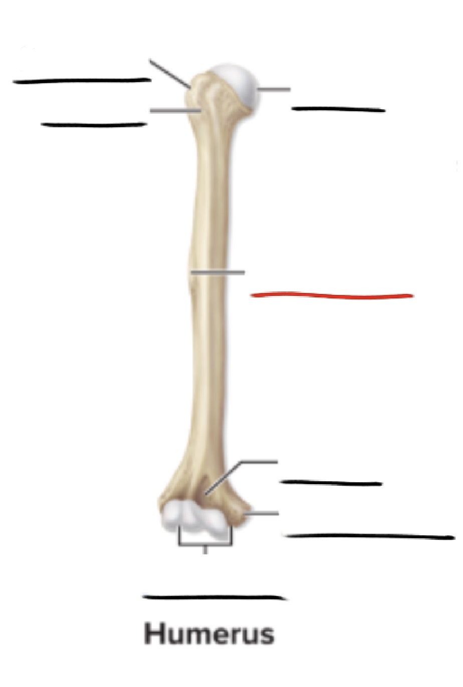 <p><strong>Anatomic Term</strong></p><p>Description</p><p>(General Structure)</p>