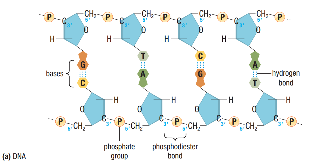 <p>two strands, antiparallel, opposite</p>