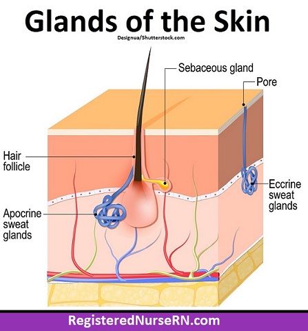 <p>Sweat pore</p>