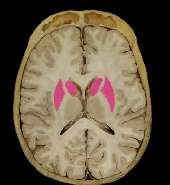 <p>Basal nuclei/ganglia - where and what</p>