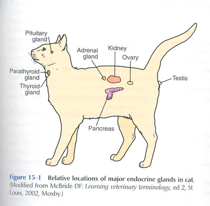 <ul><li><p>Pituitary Gland</p></li><li><p>Thyroid Gland</p></li><li><p>Parathyroid Gland</p></li><li><p>Adrenal Glands</p></li></ul><p></p>