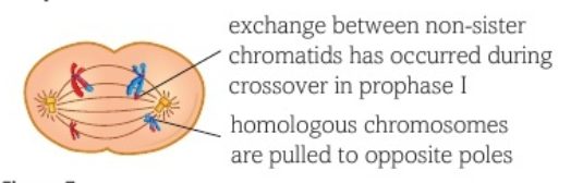<ul><li><p>homologous pairs are pulled apart by motor proteins</p></li><li><p>centromeres do not divide</p></li><li><p>crossed-over areas separate resulting in allele shuffling</p></li></ul><p></p>