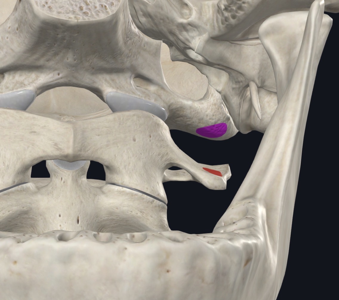 <p>Jugular process of occipital bone</p>