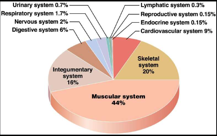 <p>The muscular system makes up <strong>half</strong> of our <strong>body</strong> weight, more than any other organ system. Contains ~<strong>700</strong> muscles, performance varies by fiber <strong>organization</strong> and skeletal <strong>attachments</strong>. </p>
