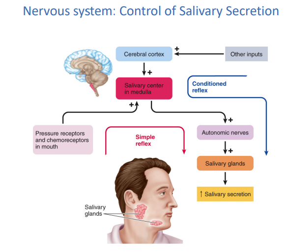 <p>Nervous system: control of salivary secretion</p><ol><li><p>… and … in mouth send input directly to the … … in the … in the brain</p></li><li><p>other inputs also come to the … … through the … …</p></li><li><p>… … in the … sends output to … glands through the …</p></li><li><p>this increases … secretion</p></li></ol><p></p>