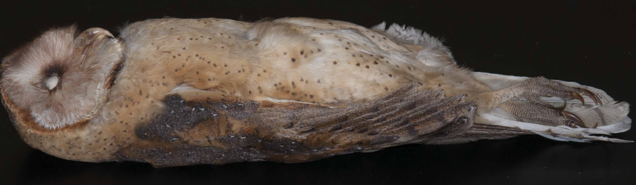 <p>Barn Owl</p>