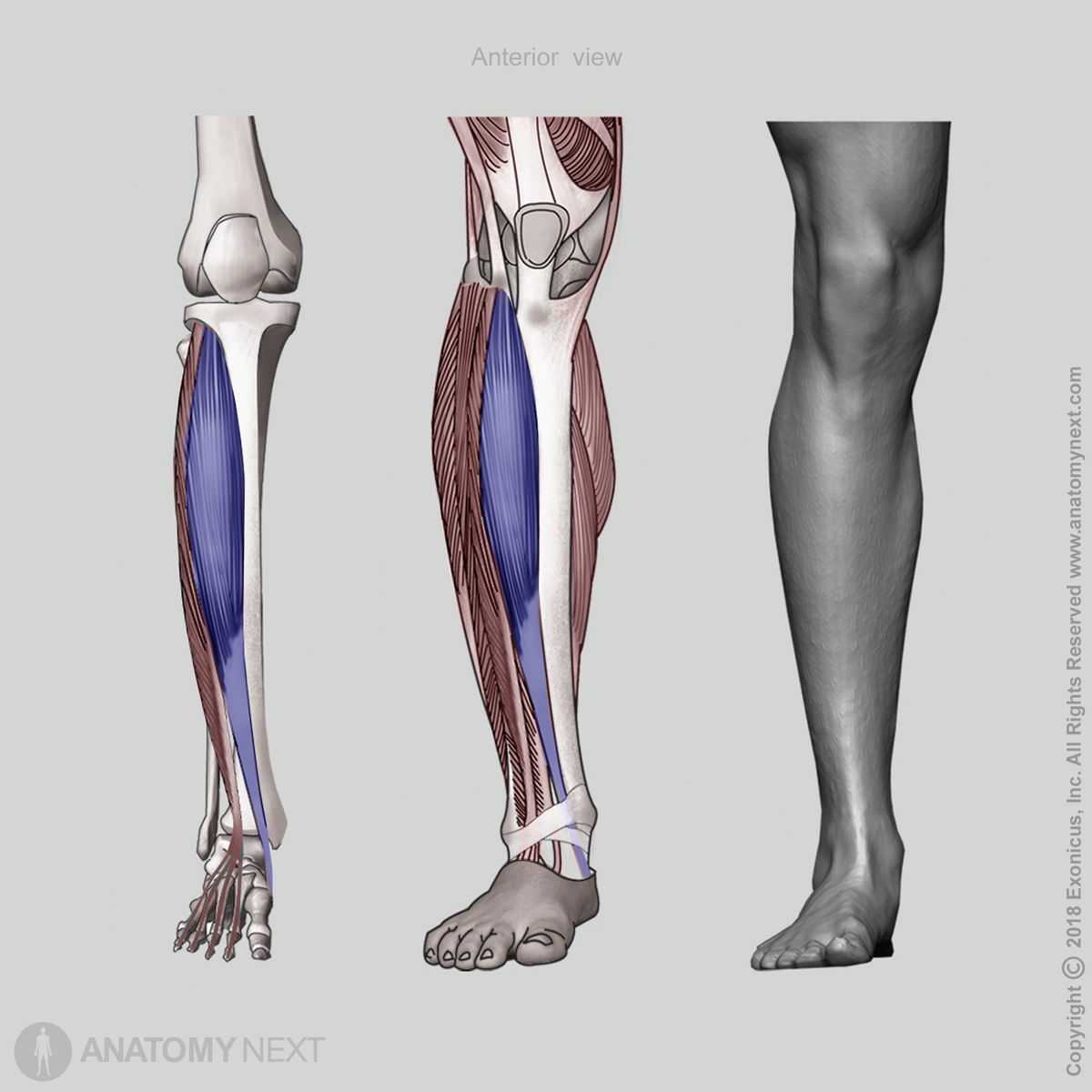 <p>What muscle is this?</p>