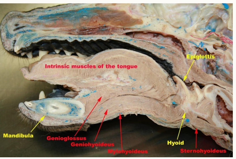 <p>Left to right:</p><p>Mandibula (yellow)</p><p>Genioglossus</p><p>Geniohyoideus</p><p>mylohyoideus</p><p>top yellow = epiglottis</p><p>bottom yellow = hyoid</p><p>sternohyoideus</p><p></p>