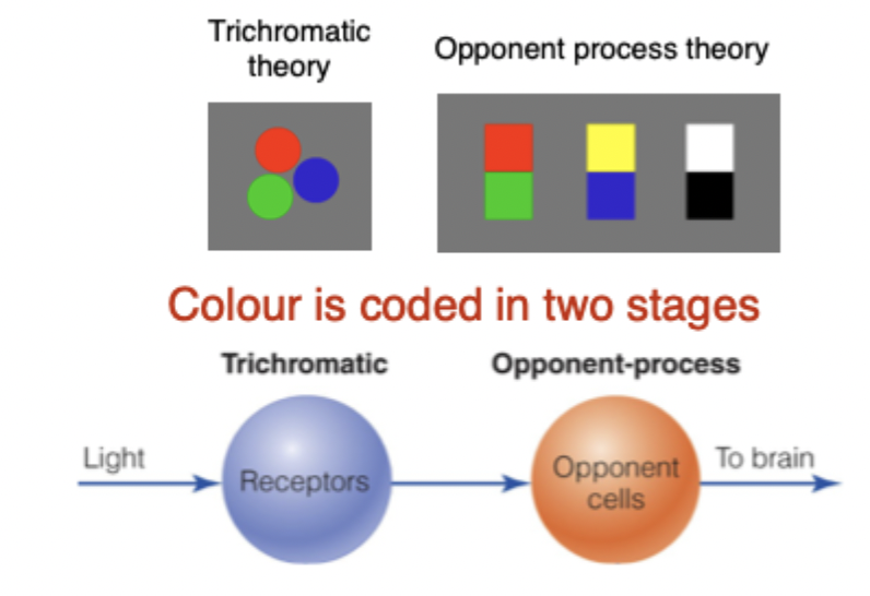 <ul><li><p>Colour is coded in two stages</p></li></ul><p></p>