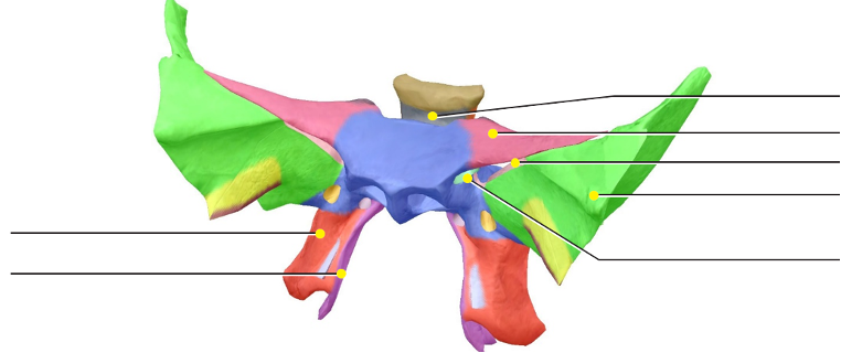 <p>Sphenoid: Pterigoid Plate</p>