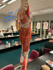 <p>gluteus maximus</p>