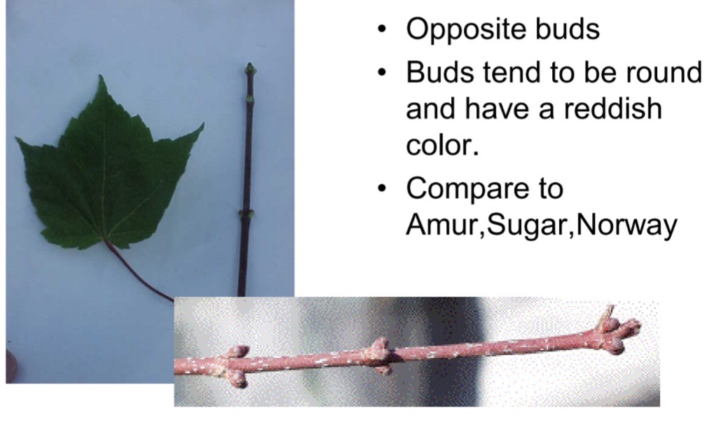 <p>What is this branch?</p>