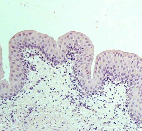 <p>identify the tissue</p>