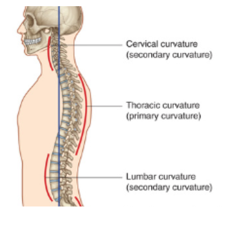 <p>Cervical curvature (secondary curvature) - upright posture</p><p></p><p>Thoracic curvature (primary curvature) - fetal position</p><p></p><p>Lumbar curvature (secondary curvature) - upright posture</p>