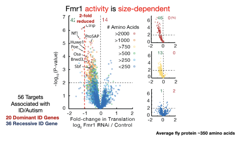 <ul><li><p>yes! extreme selectivity to help cell make large proteins</p></li><li><p>Targets: Fmr1 regulates 56 mRNAs that are linked to intellectual disability (ID) or autism.</p></li></ul><p></p>