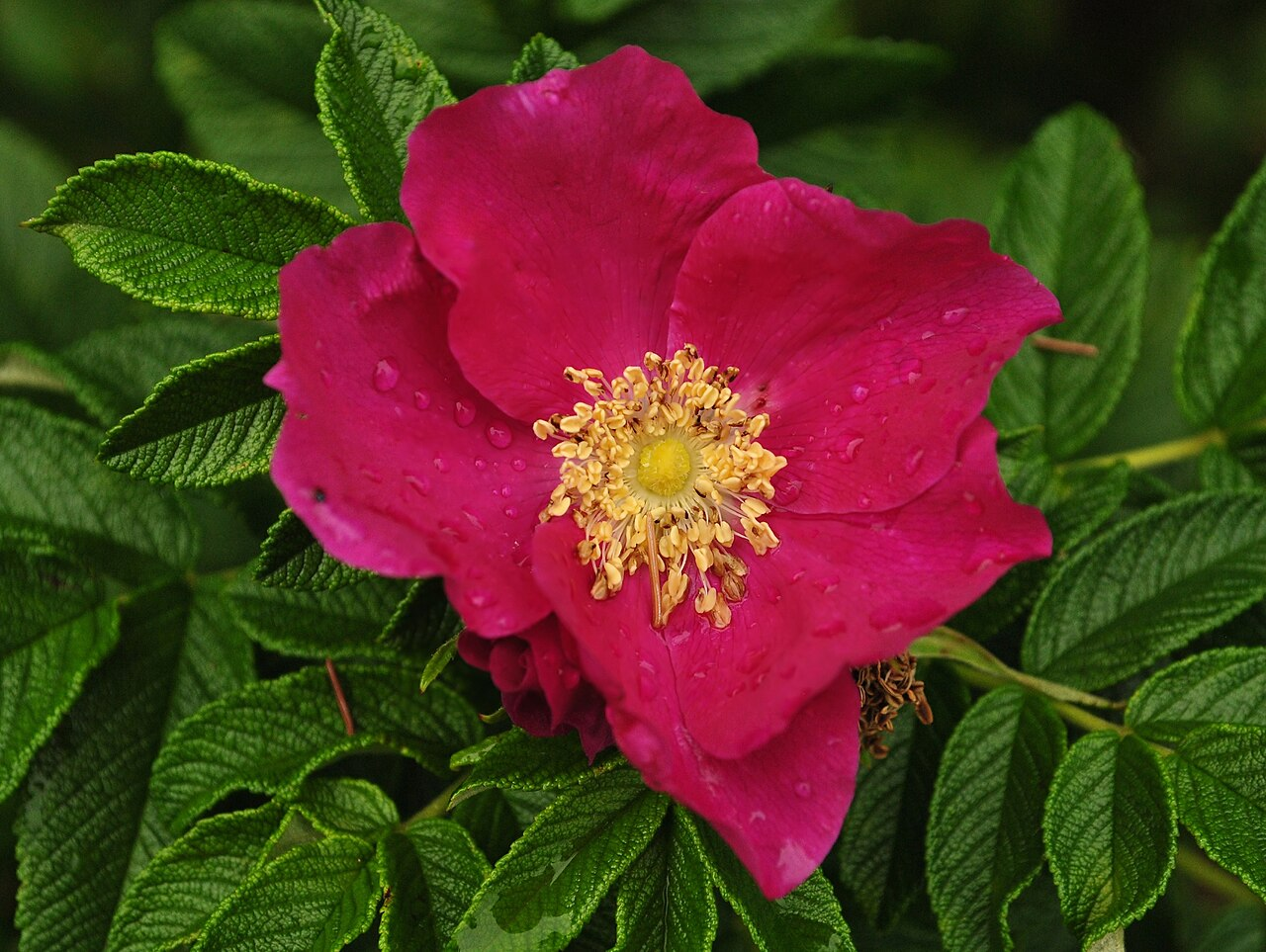 <p>Vresros   (Rosaceae) (Blad finludna på undersida)</p>