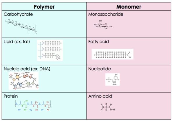 <p>Monomers</p><p></p>