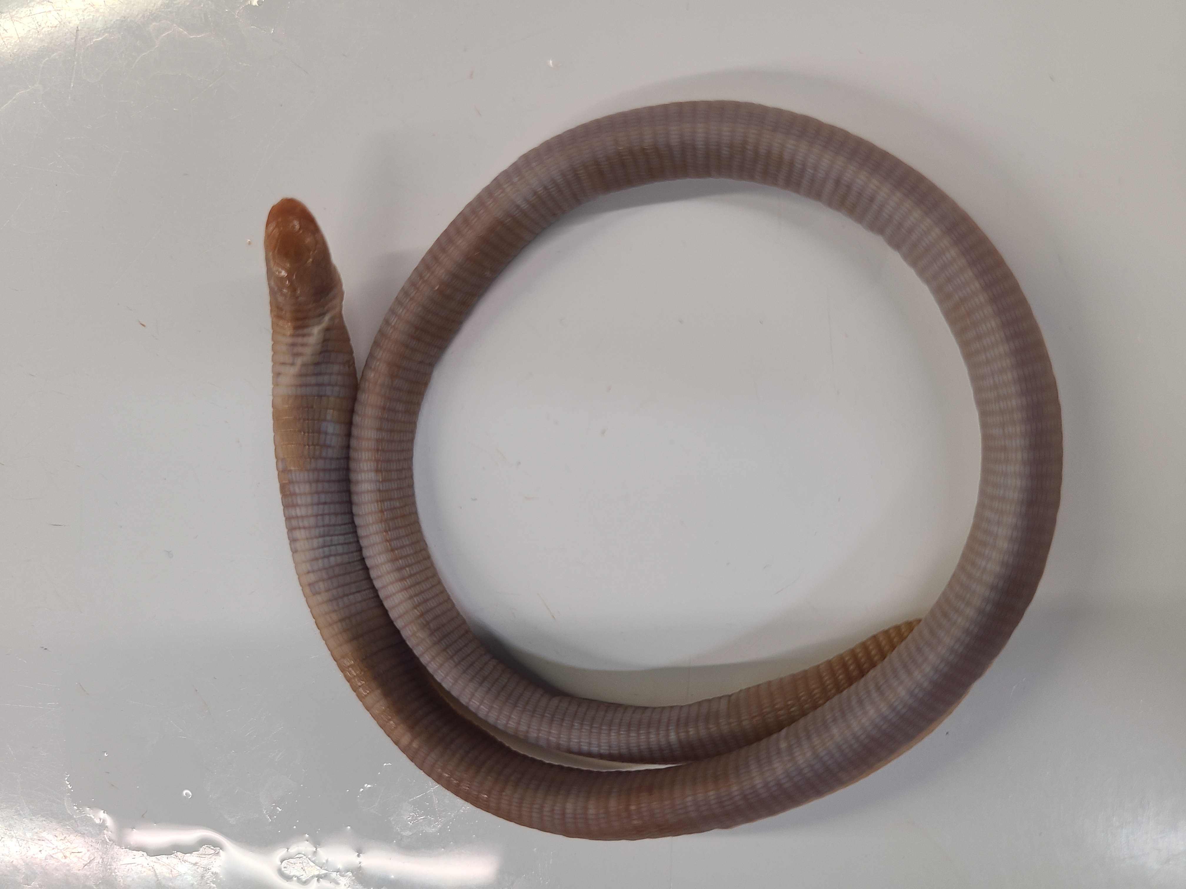 <p>Genus, Species, and feature</p>