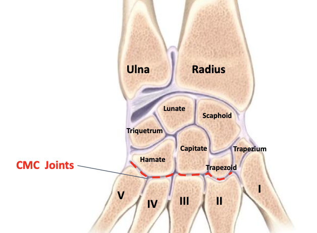 <p>Distal rows of carpals, 2-5 metacarpals in front<br>Plane<br>Dorsal and palmar CMC ligaments<br>Mvmt: gliding movement<br>- 2-3 almost no movement. 4 some. 5 the most</p><p></p>