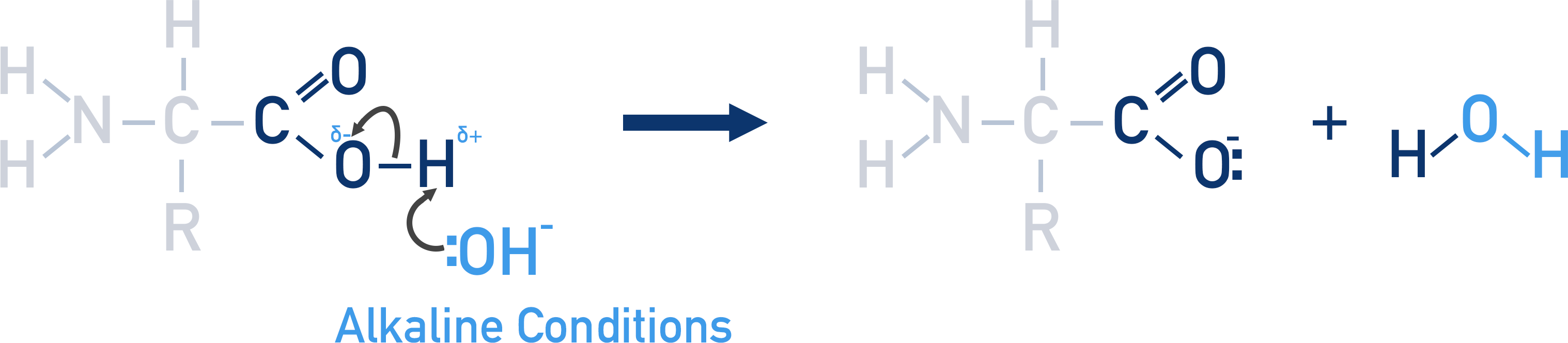 <p><span>the carboxylic acid will lose a proton </span></p><p><span>the O in the amino acid will become negatively charged.</span></p><p><span>and water is formed</span></p>