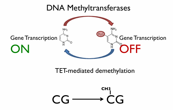 <ul><li><p>epigenetics</p></li><li><p>environmentally sensitive process </p></li><li><p>can cause genes to be turned off in response to the environment</p><ul><li><p>demethyltransferases reverse this</p></li></ul></li><li><p>Can be inherited from one generation to the nextS</p></li></ul><p></p>