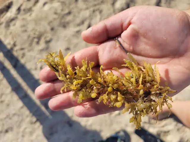 <p>Sargassum (floating algae)</p>