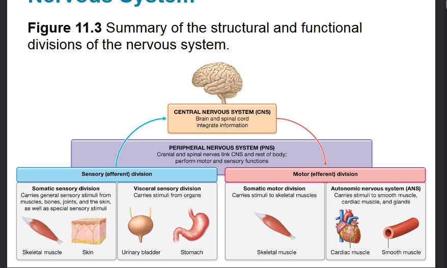 <p><span style="background-color: transparent;">Detect sensory stimuli- varies from small tips of neurons to complex receptors</span></p>