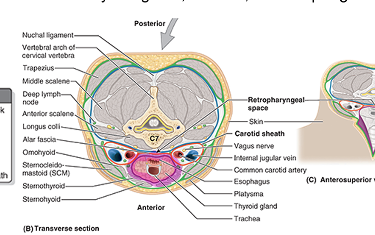 <ul><li><p>ant part of neck</p></li><li><p>muscular part: encloses the infrahyoid muscles</p></li><li><p>visceral part: encloses thyroid gland, trachea, &amp; esophagus</p></li></ul><p></p>