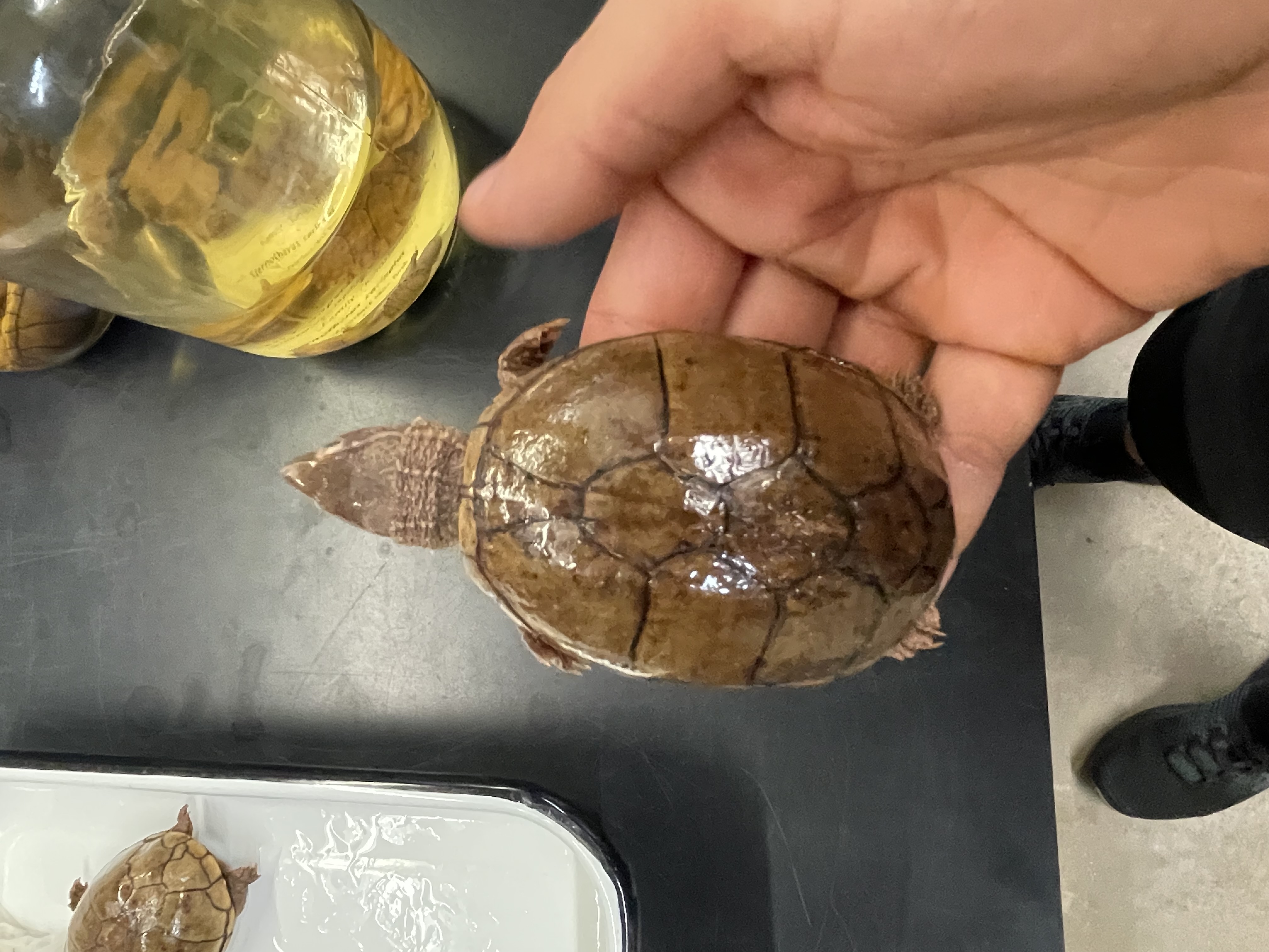 <p>Genus and species</p><p>Rectangle pectoral scutes</p>