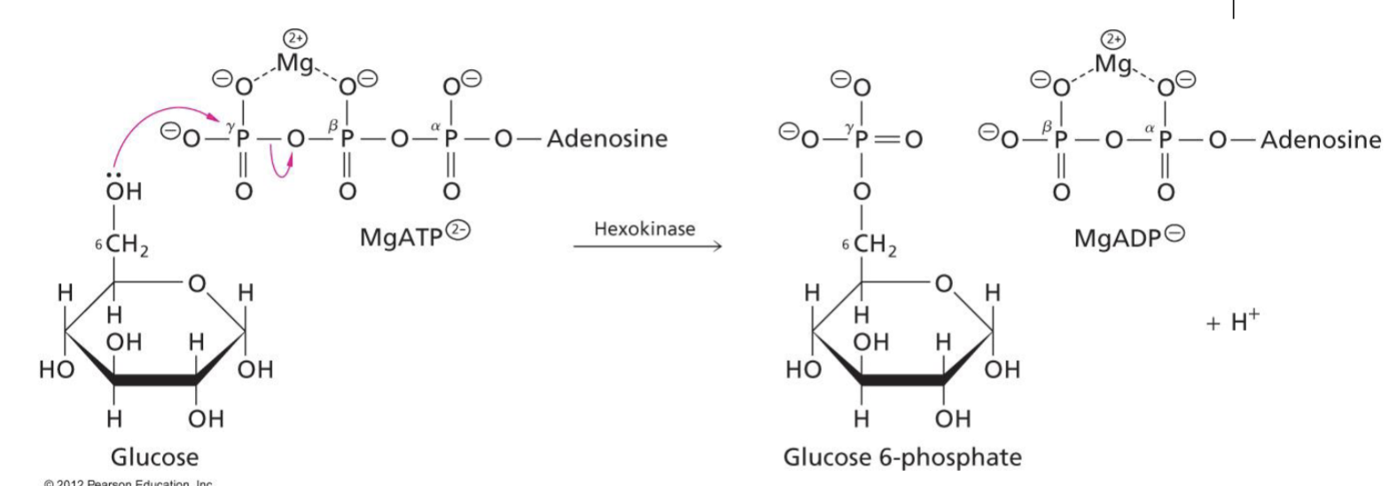 <p>A reaction that involves the transfer of a phosphoryl group within a molecule onto a separate molecule with an oxygen group, commonly forming a phosphoester bond</p>