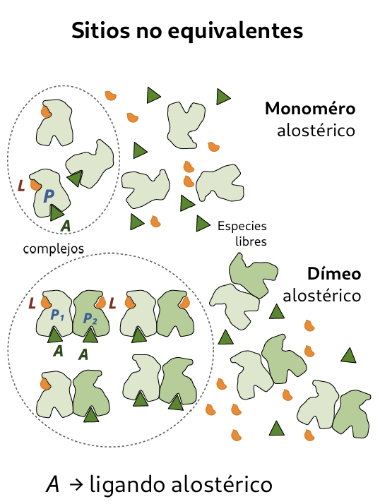 <ul><li><p><span>La proteína puede ser tanto <strong>monomérica</strong> (monómero alostérico) como <strong>multimérica</strong> (dímero/oligómero alostérico)</span></p></li><li><p><span>En los esquemas, </span><span style="line-height: 1.15;">L representa el ligando primario o sustrato y <strong>A representa el ligando alostérico o efector</strong></span></p></li></ul><p></p>