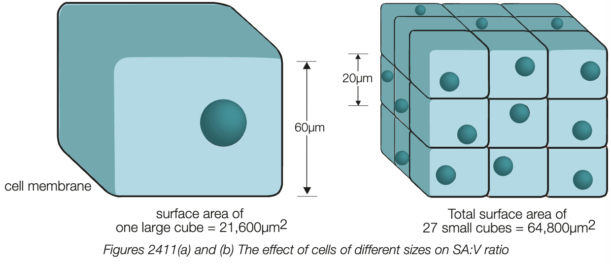 <ul><li><p>large SA:V, greater efficiency of exchange of materials (exc. other limiting factors)</p></li><li><p>larger cells will have less cell membrane area relative to volume of cytoplasm</p></li><li><p>larger SA:V means cells obtain nutrients and dispose of waste more efficiently - reason why cells are microscopic</p></li></ul><p></p>