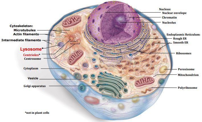 <p>Animal Cell<br></p>