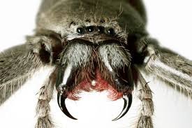 <p>anterior appendages: Fangs or pincers.</p>