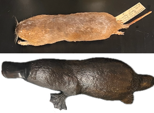 <p>What Kingdom, Phylum, Subphylum and Class are these found in?</p>