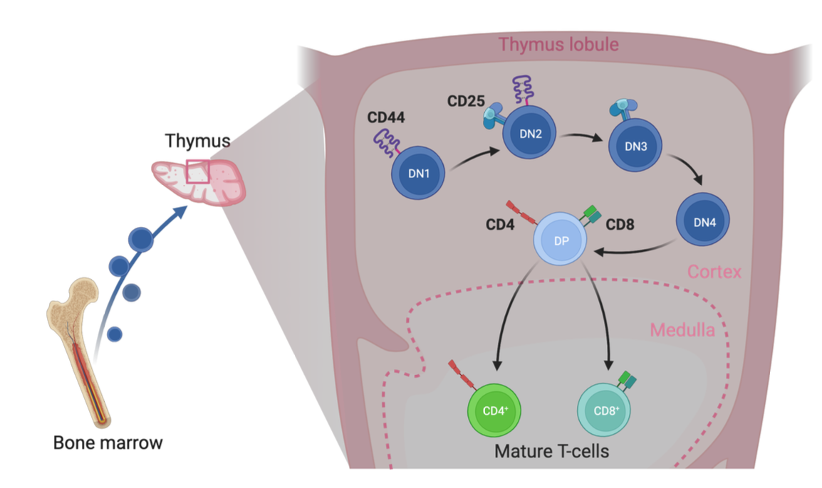 <p>sequential maturation stages in the thymic cortex</p>