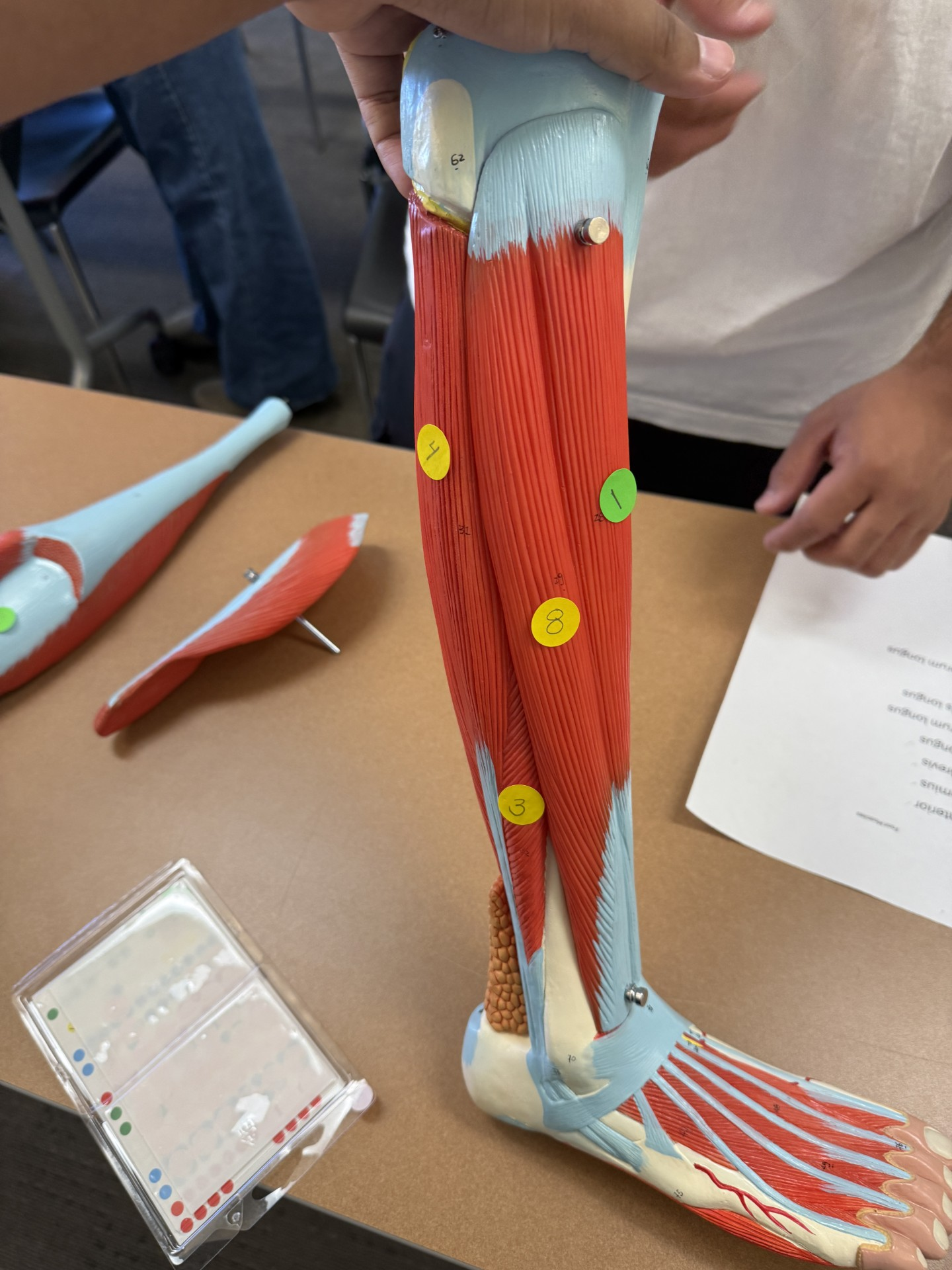 <p>what structures are 1,3,4, 8 and their actions</p>