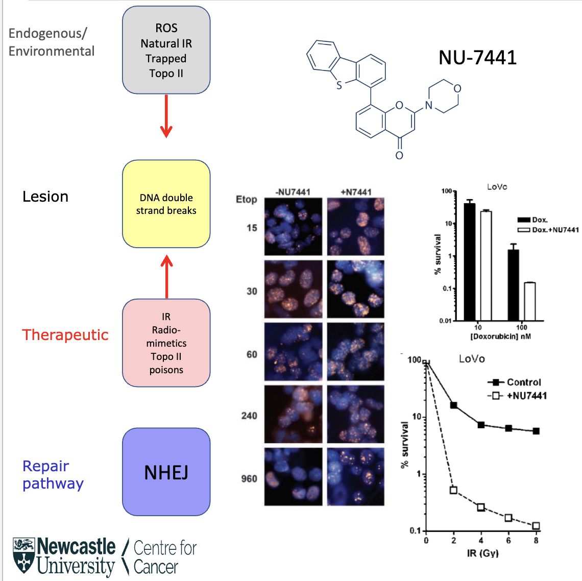 <p>• Tumours could be sensitised to DNA damage by targeting non-homologous end joining (NHEJ) a double strand break (DSB) repair pathway</p><p>• Loss of DNA-PK activity (NHEJ pathway) could result in failure to repair otherwise lethal DSBs</p><ul><li><p>Focus DNA damage with IR</p></li></ul><p></p>