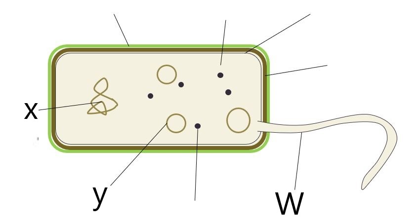 <p>Identify Structure W</p>