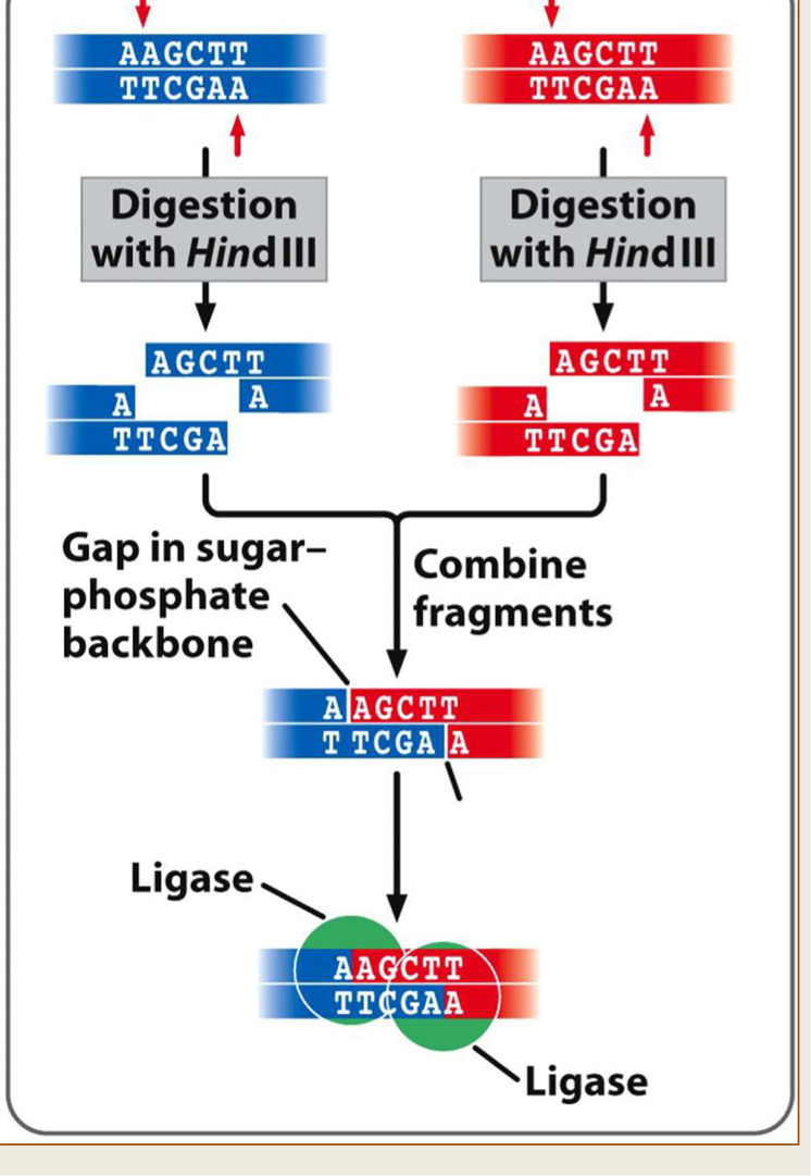 <ul><li><p>Cutting different sources of DNA with sticky end restriction will allow recombination </p></li></ul><p></p>