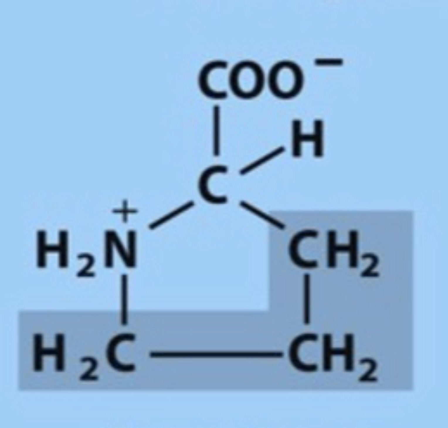<p>Name the amino acid in figure</p>
