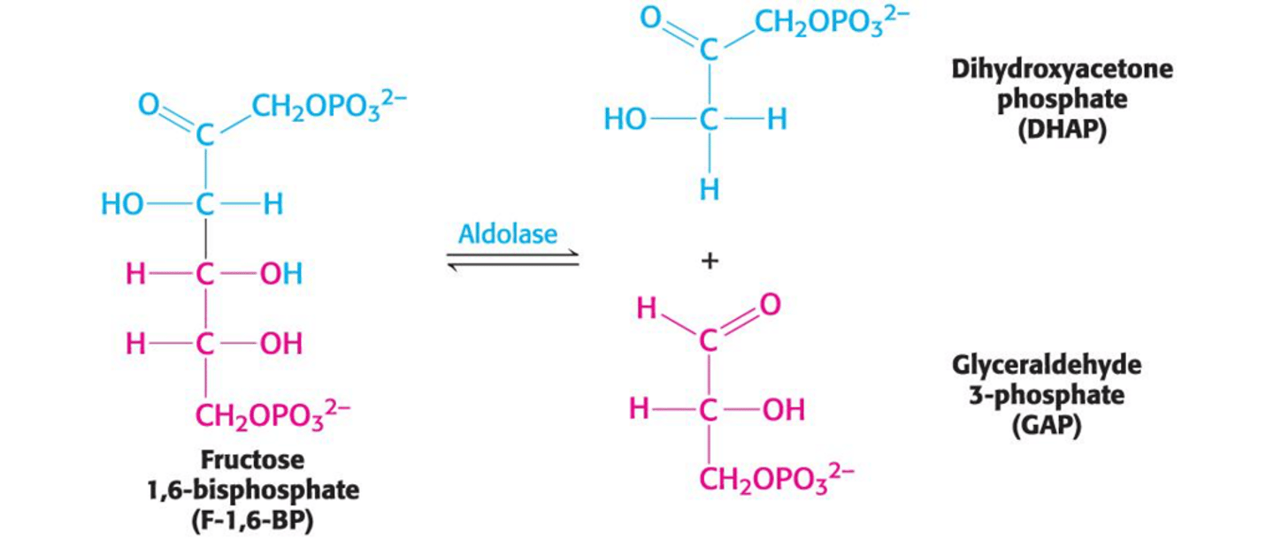 <p>It cleaves fructose 1,6-bisphosphate into two triose phosphates.</p>