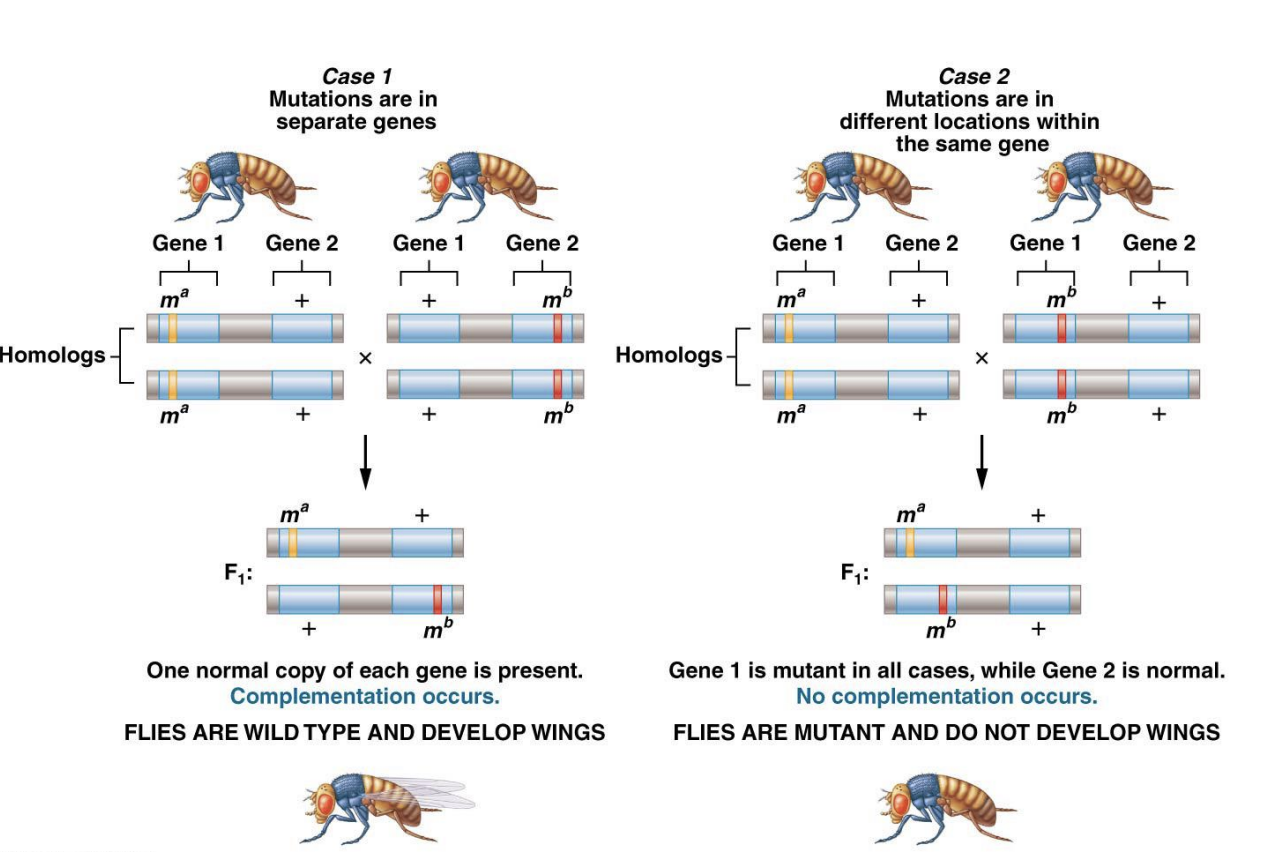 <ul><li><p>Complementation analysis</p></li><li><p>Complementation group</p></li></ul><p></p>