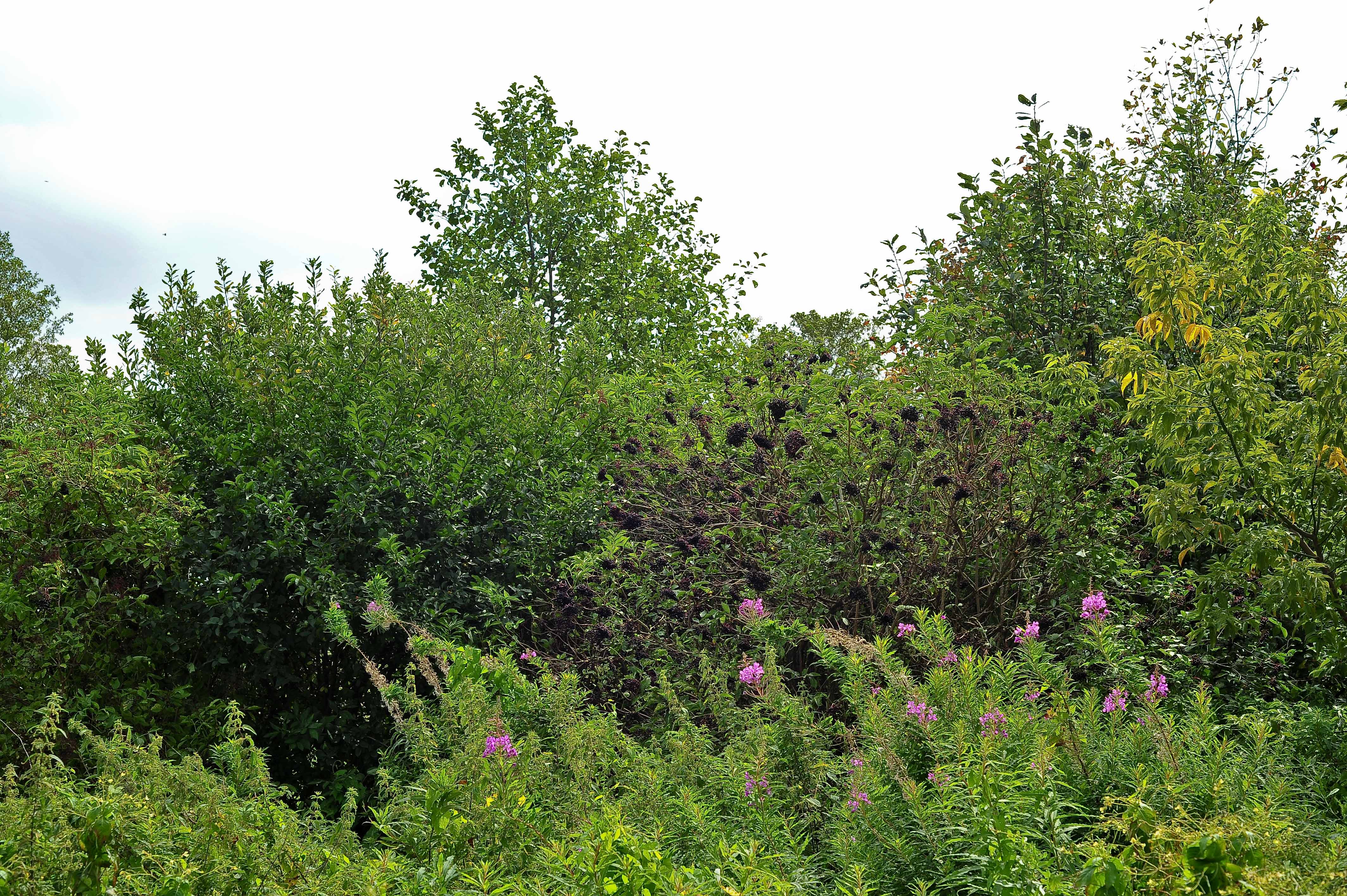 <p>Klasa <strong>EPILOBIETEA ANGUSTIFOLII</strong></p>