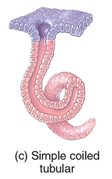 <p>Simple coiled tubular</p>
