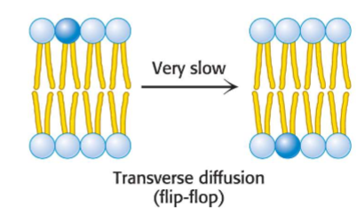 <p>movement of lipids and membrane proteins across to other end of membrane (flip-flop). Much more difficult to do. Slow process compared to lateral diffusion.</p>